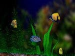 3D Bungalow Aquarium Screensaver