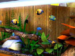 Aquarium Screensaver download